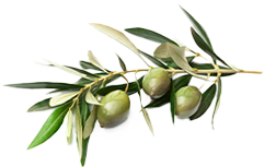 Olivenblatt