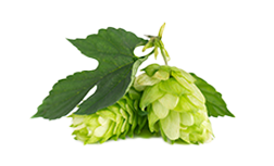 Bio-Hopfen und Lindenblüten