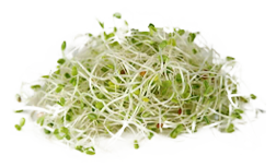 Brokkolisprossen