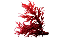 Astaxanthin